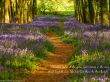 Details for the 'Matthew 7:14' free image, background, wallpaper