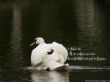 Details for the '1 John 1:9a' free image, background, wallpaper