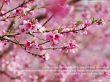 Details for the 'Colossians 3:16' free image, background, wallpaper