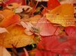 Details for the 'Psalm 37:25-26' free image, background, wallpaper