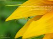 Details for the '1 John 5:13' free image, background, wallpaper
