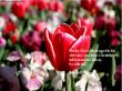 Details for the 'Matthew 6:30' free image, background, wallpaper