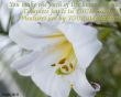 Details for the 'Psalm 16:11' free image, background, wallpaper