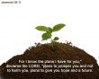 Details for the 'Jeremiah 29:11' free image, background, wallpaper