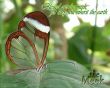 Details for the 'Matthew 5:5' free image, background, wallpaper