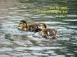 Details for the 'I Corinthians 11:1' free image, background, wallpaper