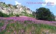 Details for the 'Psalm 65:12' free image, background, wallpaper