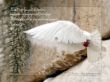 Details for the 'Psalm 91:4' free image, background, wallpaper