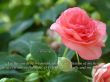 Details for the 'Psalm 19:14' free image, background, wallpaper