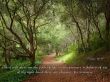 Details for the 'Psalms 16:11' free image, background, wallpaper