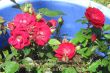 Details for the 'Psalm 30:11 and Flowers' free image, background, wallpaper