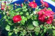 Details for the 'Psalm 31:3 and Flowers' free image, background, wallpaper