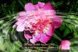 Details for the 'Psalm 33:20 and Flowers' free image, background, wallpaper