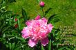 Details for the 'Psalm 33:4 and Flowers' free image, background, wallpaper