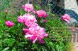 Details for the 'Psalm 33:6 and Flowers' free image, background, wallpaper