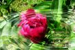 Details for the 'Psalm 34:3 and Fllowers' free image, background, wallpaper