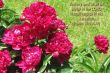 Details for the 'Psalm 35:9 and Flowers' free image, background, wallpaper