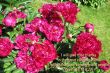 Details for the 'Psalm 35:18 and Flowers' free image, background, wallpaper