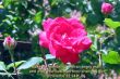 Details for the 'Proverbs 22:24' free image, background, wallpaper