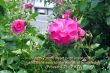 Details for the 'Proverbs 23:12' free image, background, wallpaper