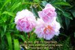 Details for the 'Proverbs 23:26' free image, background, wallpaper
