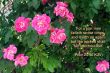 Details for the 'Proverbs 26:16' free image, background, wallpaper