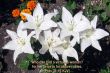 Details for the 'Proverbs 31:10' free image, background, wallpaper