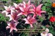 Details for the 'Proverbs 31:9' free image, background, wallpaper