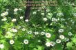 Details for the 'Isaiah 42:12' free image, background, wallpaper