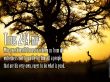 Details for the 'Tutus 2:14' free image, background, wallpaper
