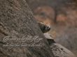 Details for the 'Proverbs 30:26' free image, background, wallpaper