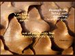 Details for the '1 Peter 1:23' free image, background, wallpaper