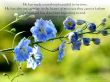 Details for the 'Ecclesiastes 3:11-12' free image, background, wallpaper