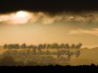 Details for the 'Isaiah 25:1' free image, background, wallpaper