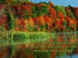 Details for the 'Colossians 3:15' free image, background, wallpaper
