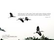Details for the 'Genesis 1:20' free image, background, wallpaper