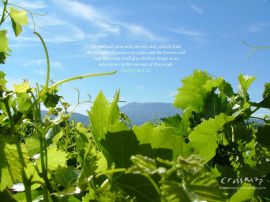 Zechariah 8:12 christian wallpaper, christian background