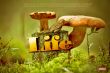 Details for the 'Revelation 4:11' free image, background, wallpaper