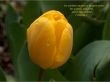 Details for the '2 Timothy 1:7' free image, background, wallpaper