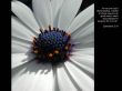 Details for the 'Ephesians 2:10' free image, background, wallpaper