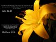 Details for the 'Matthew 6:28 & Luke 12:27' free image, background, wallpaper