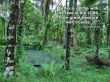 Details for the 'Proverbs 15:16' free image, background, wallpaper