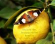 Details for the '1 Jonh 4:19' free image, background, wallpaper