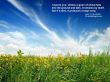 Details for the 'John 12:24' free image, background, wallpaper