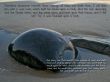 Details for the 'Founded Upon a Rock' free image, background, wallpaper