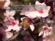 Details for the 'Romans 1:20' free image, background, wallpaper