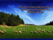 Details for the '1 Peter 2:25' free image, background, wallpaper