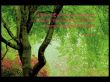 Details for the '1 Peter 4:8' free image, background, wallpaper