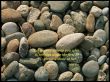 Details for the 'John 8:7' free image, background, wallpaper