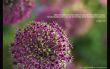 Details for the '3 John 1:11' free image, background, wallpaper